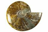 Polished Cretaceous Ammonite (Cleoniceras) Fossil - Madagascar #303899-1